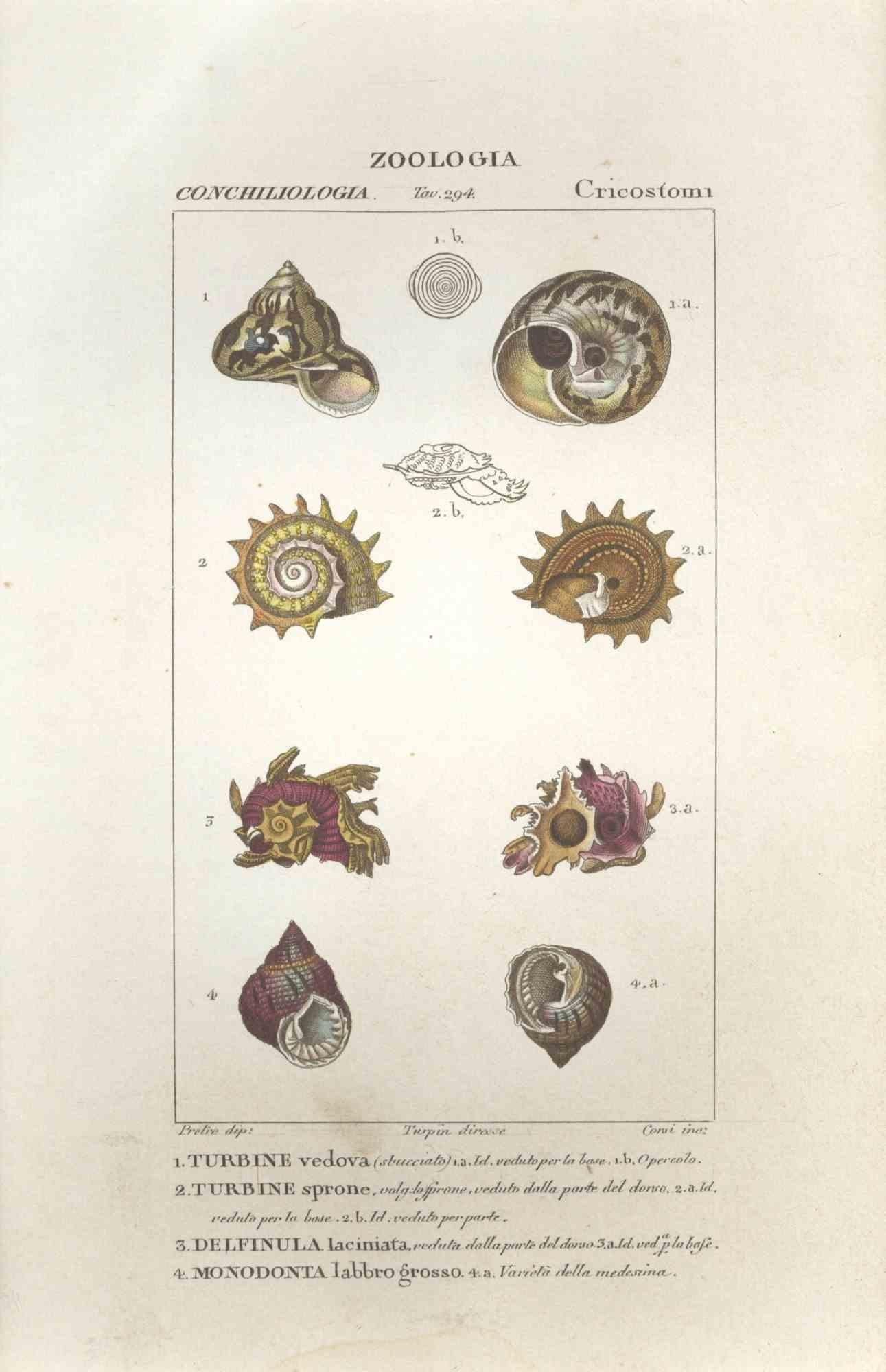 TURPIN, P[ierre Jean Francois] Figurative Print – Cricostomi – Radierung von Jean Francois Turpin-1831