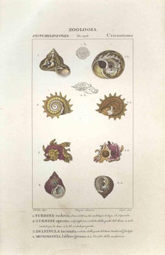 Cricostomi – Radierung von Jean Francois Turpin-1831
