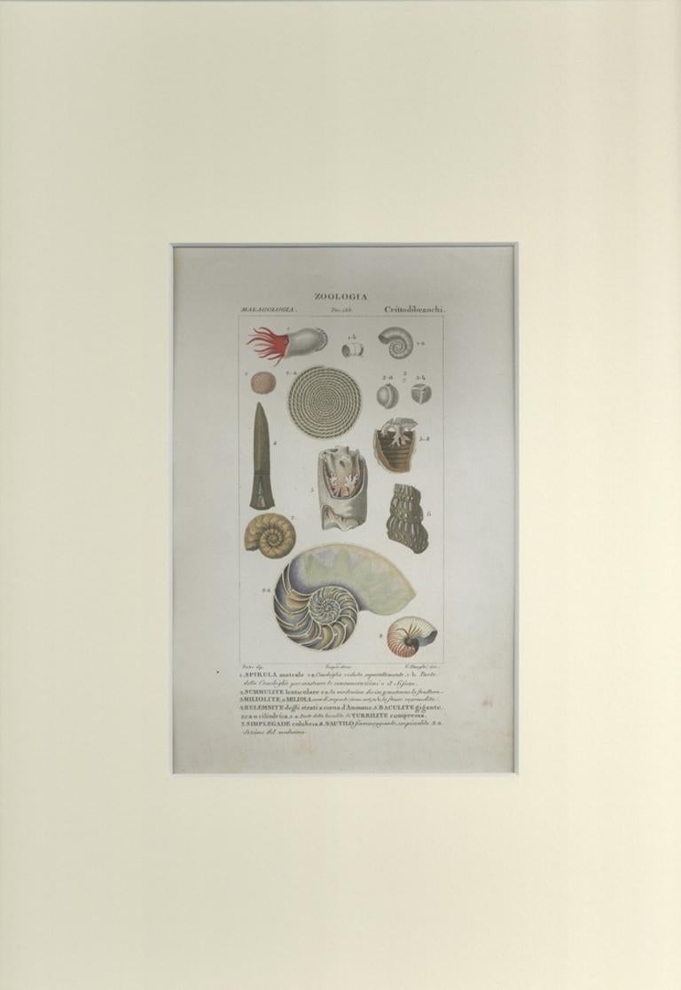 Crittodibranchi... - Radierung von Jean Francois Turpin-1831 – Print von TURPIN, P[ierre Jean Francois]