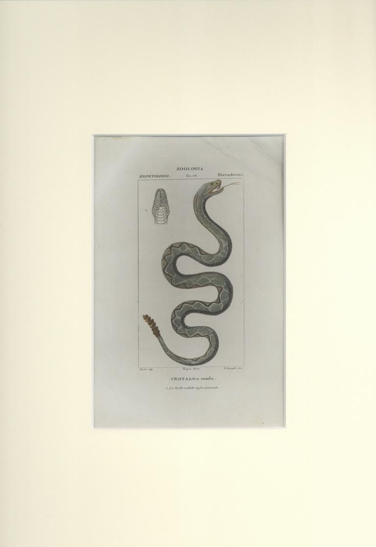 Crotalo - Pit viper - Etching by Jean Francois Turpin-1831 - Print by TURPIN, P[ierre Jean Francois]