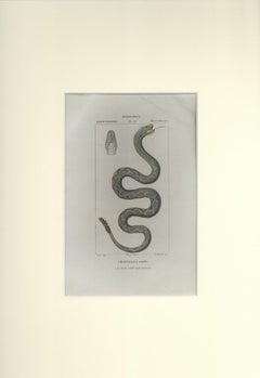 Crotalo – Krug-Viper – Radierung von Jean Francois Turpin-1831