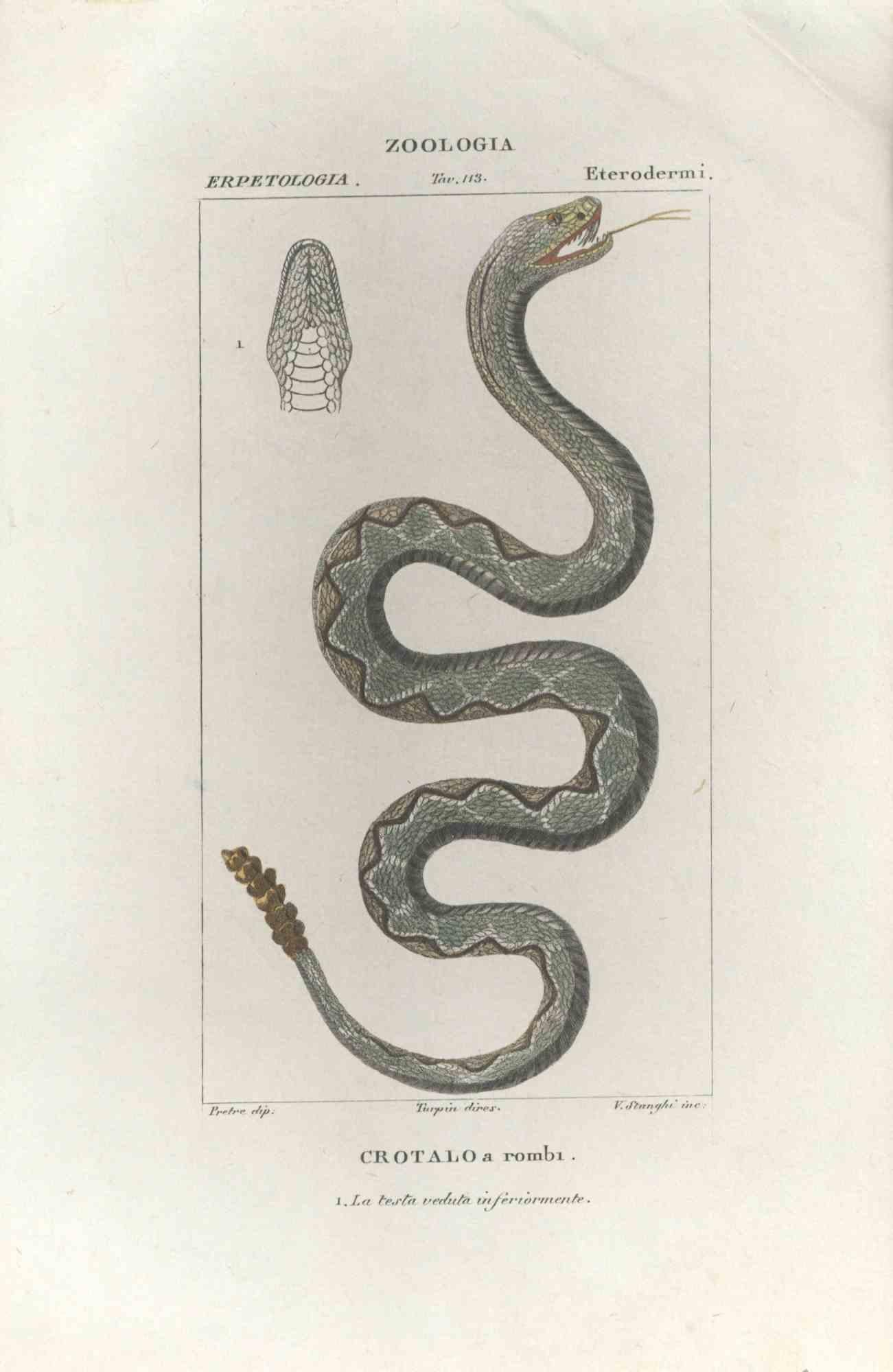 Crotalo - Pit viper - Etching by Jean Francois Turpin-1831