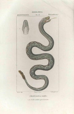 Antique Crotalo - Pit viper - Etching by Jean Francois Turpin-1831