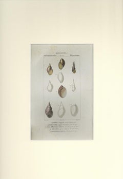 Ellissostomi - Etching by Jean Francois Turpin-1831