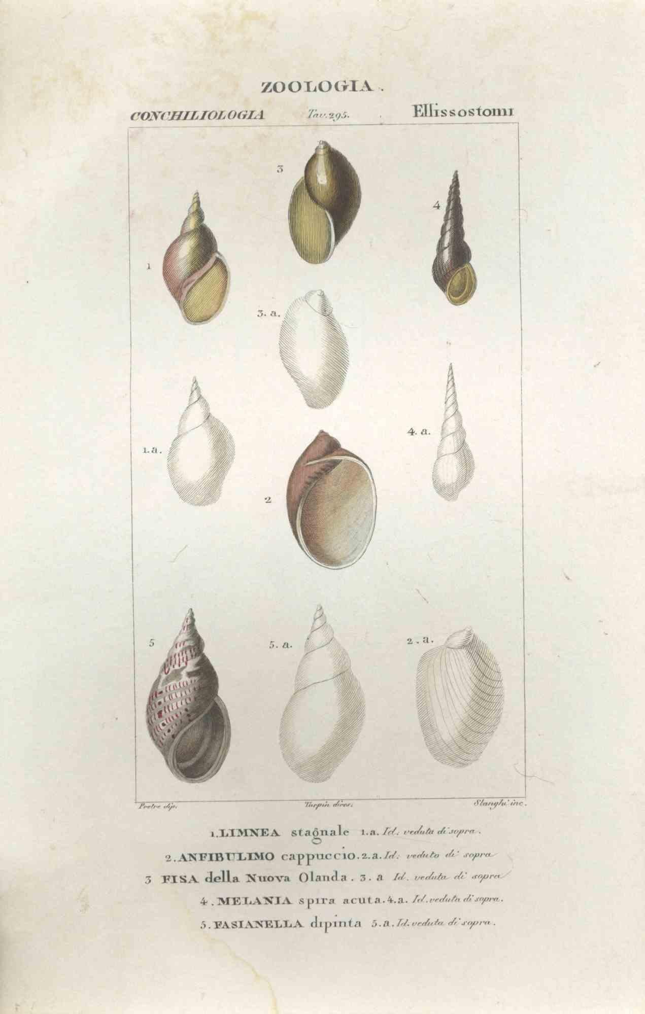 TURPIN, P[ierre Jean Francois] Animal Print - Ellissostomi - Etching by Jean Francois Turpin-1831
