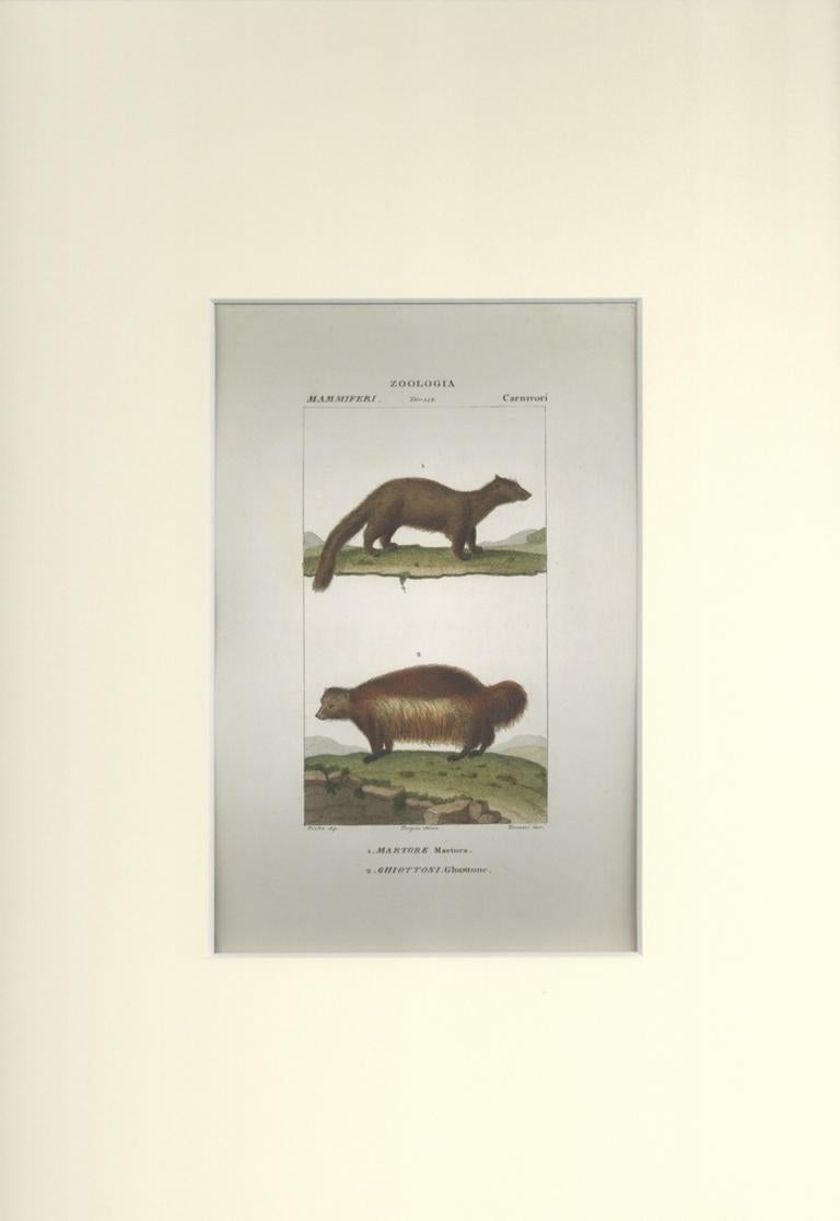 Ghiottone...-Zoology-Plate 158- Radierung von Jean Francois Turpin-1831 – Print von TURPIN, P[ierre Jean Francois]