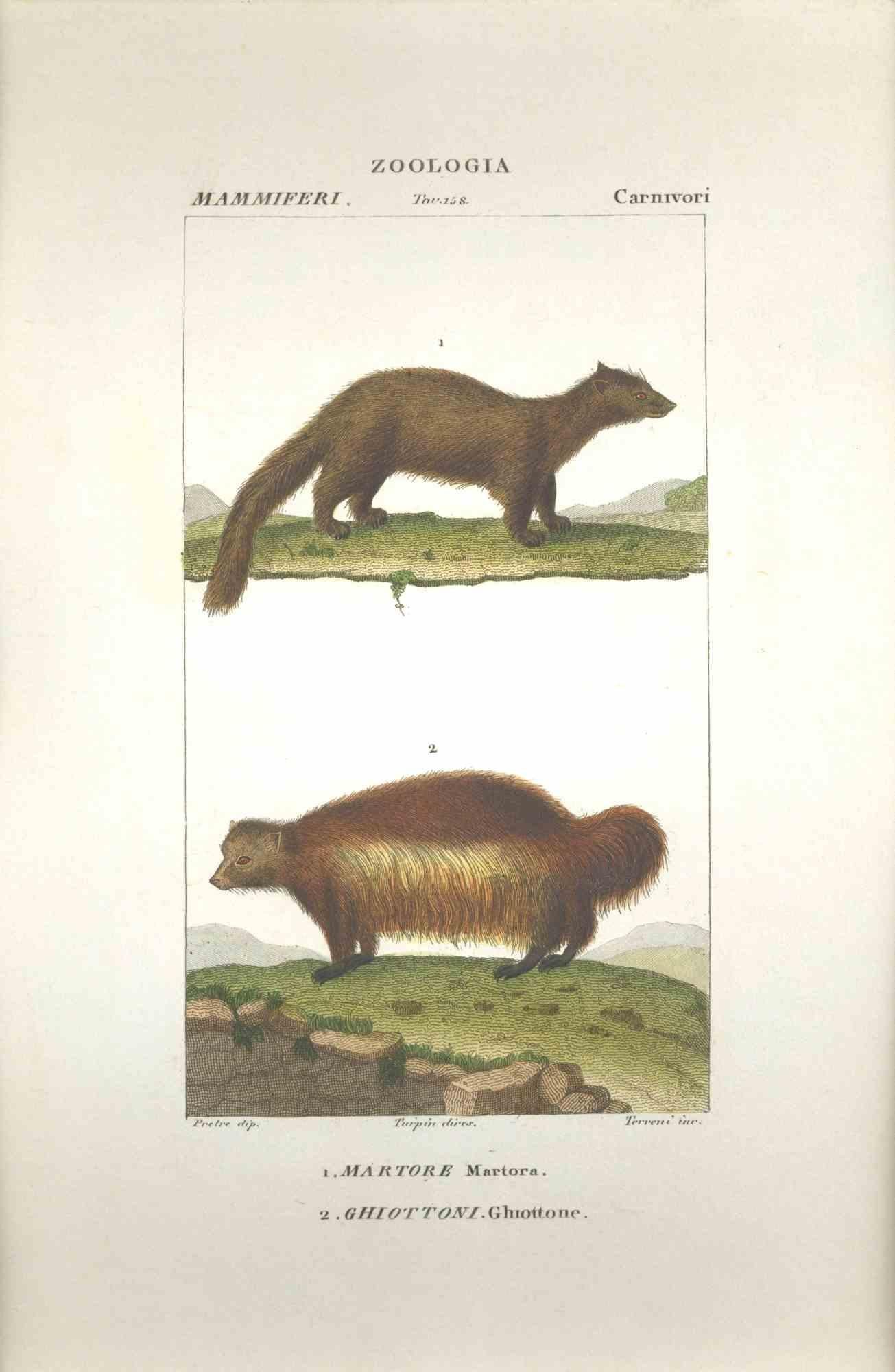 TURPIN, P[ierre Jean Francois] Animal Print – Ghiottone...-Zoology-Plate 158- Radierung von Jean Francois Turpin-1831