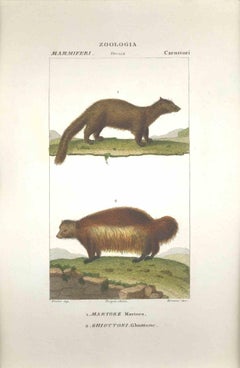 Ghiottone...-Zoology-Plate 158- Radierung von Jean Francois Turpin-1831