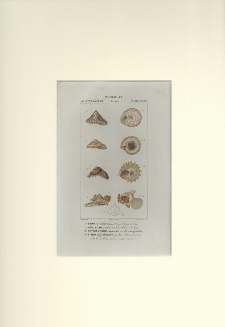 Goniostomi - Gravure de Jean Francois Turpin (1831) - Print de TURPIN, P[ierre Jean Francois]