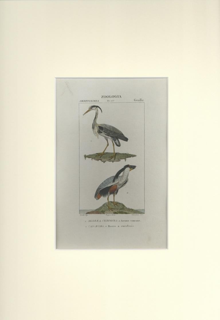 Grallae - Etching by Jean Francois Turpin-1831 - Print by TURPIN, P[ierre Jean Francois]