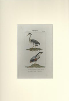 Grallae - Etching by Jean Francois Turpin-1831