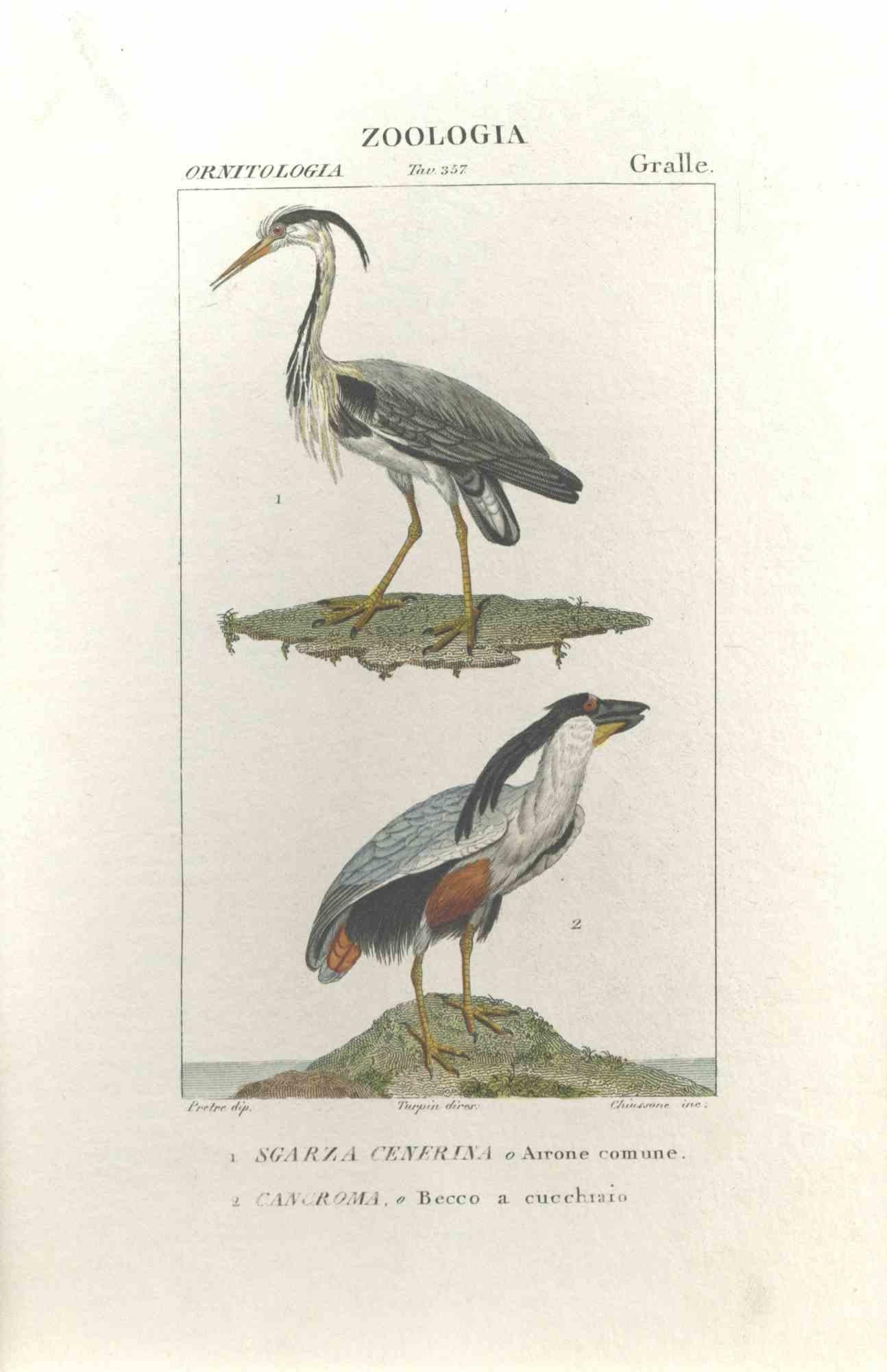 TURPIN, P[ierre Jean Francois] Animal Print - Grallae - Etching by Jean Francois Turpin-1831