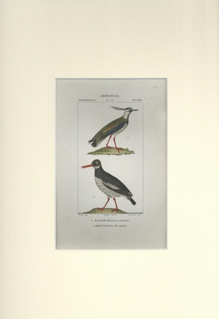 Grallae - Zoology - Gravure de Jean Francois Turpin - 1831 - Print de TURPIN, P[ierre Jean Francois]