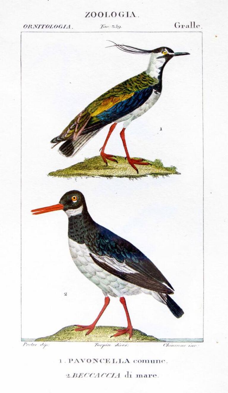 TURPIN, P[ierre Jean Francois] Animal Print - Grallae - Zoology - Etching by Jean Francois Turpin - 1831