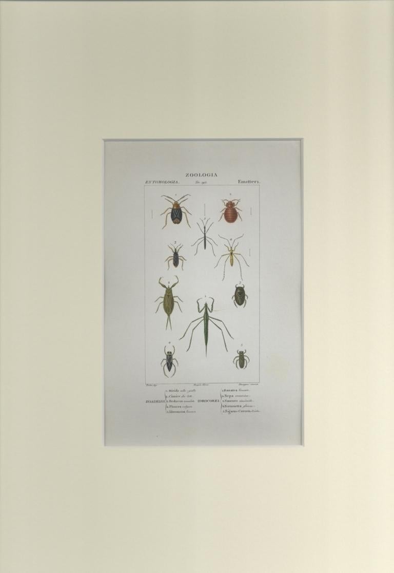 Hemipterans - Etching by Jean Francois Turpin-1831 - Print by TURPIN, P[ierre Jean Francois]