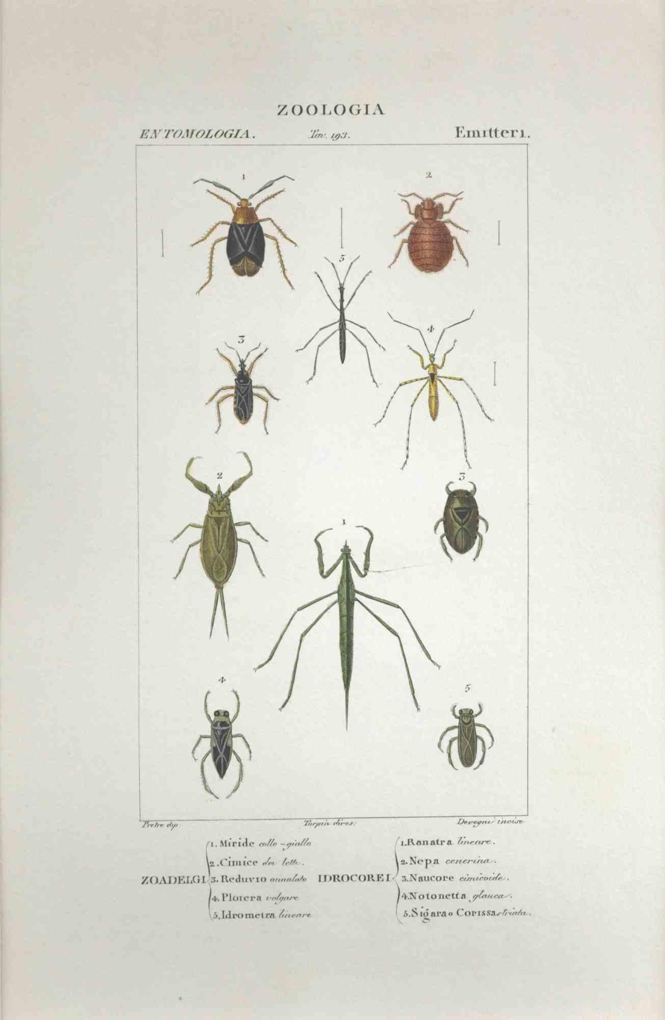 TURPIN, P[ierre Jean Francois] Animal Print - Hemipterans - Etching by Jean Francois Turpin-1831