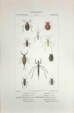 Hemipterans - Etching by Jean Francois Turpin-1831