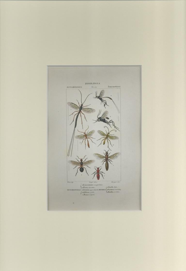 Hymenoptera, gravure de Jean Francois Turpin - 1831 - Print de TURPIN, P[ierre Jean Francois]