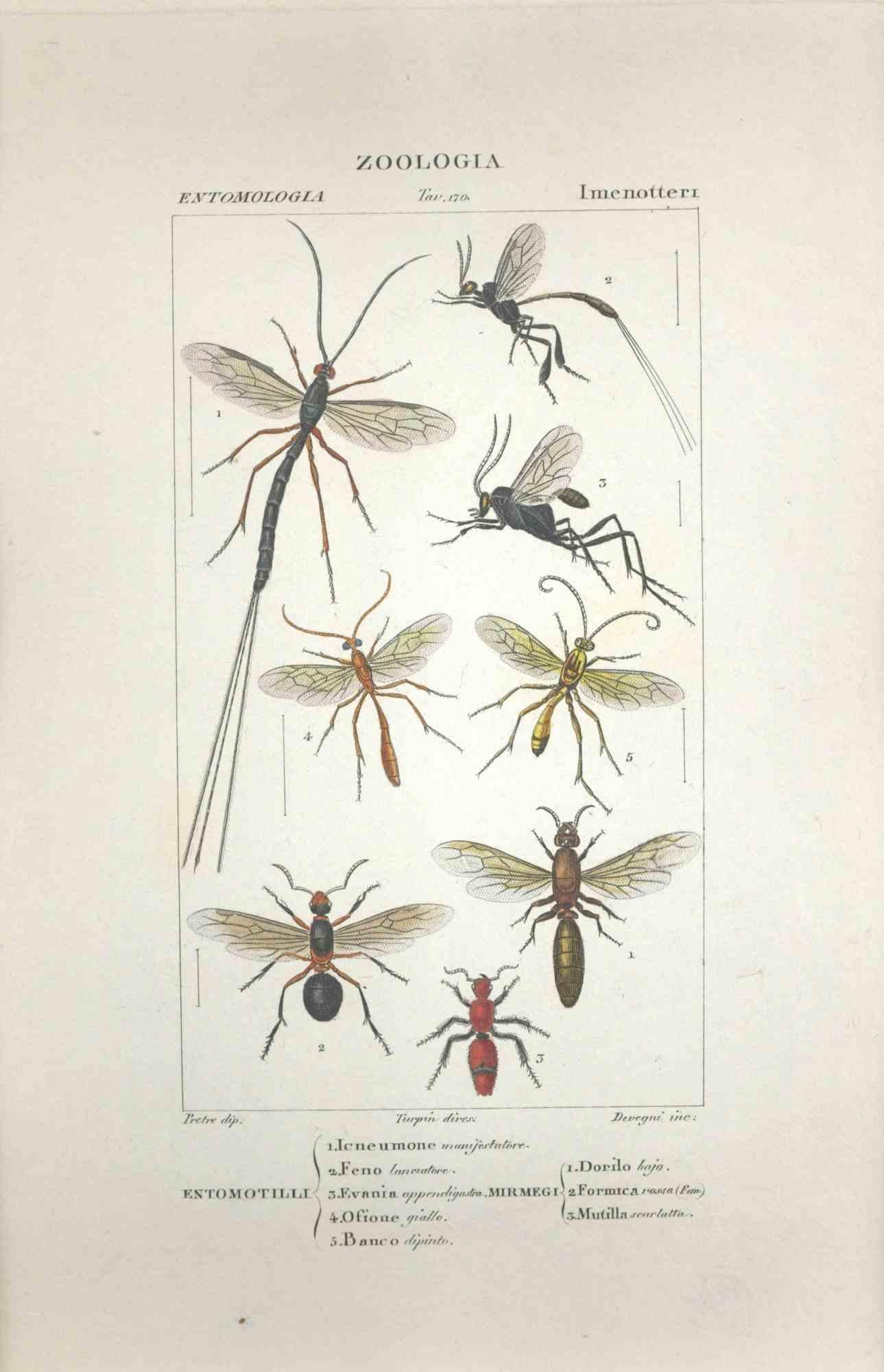 Figurative Print TURPIN, P[ierre Jean Francois] - Hymenoptera, gravure de Jean Francois Turpin - 1831