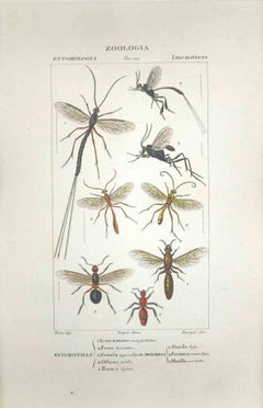 Hymenoptera -Etching by Jean Francois Turpin - 1831
