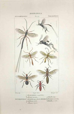 Hymenoptera, gravure de Jean Francois Turpin - 1831