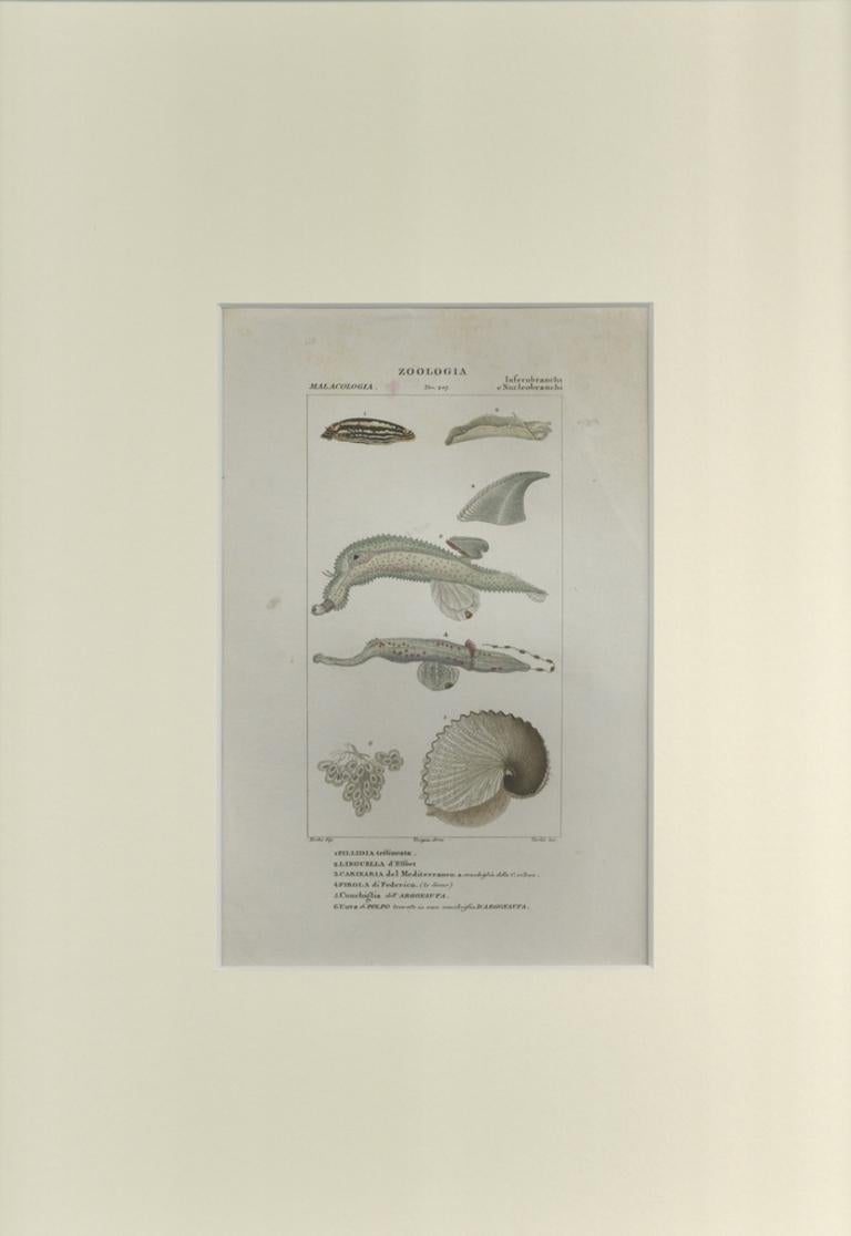 Inferobranchi...- Radierung von Jean Francois Turpin-1831 – Print von TURPIN, P[ierre Jean Francois]