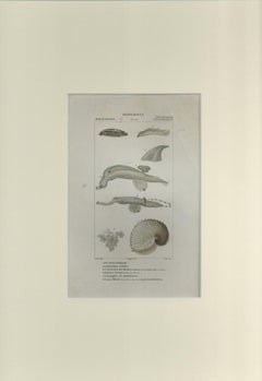 Inferobranchi...- Etching by Jean Francois Turpin-1831