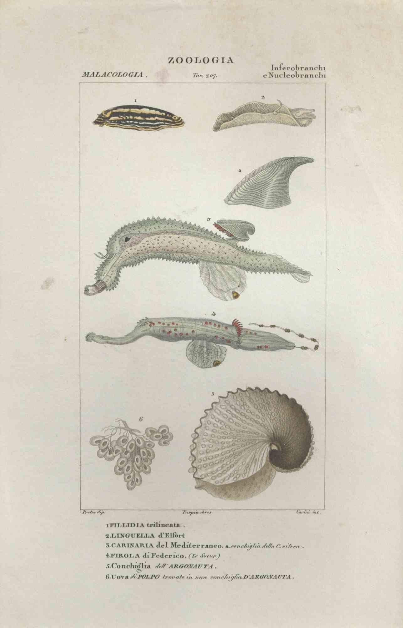 TURPIN, P[ierre Jean Francois] Animal Print - Inferobranchi...- Etching by Jean Francois Turpin-1831