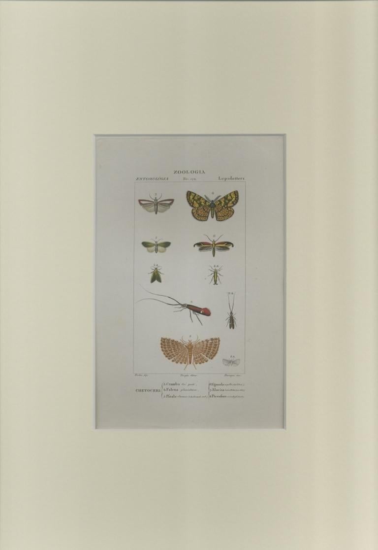 Lepidoptera -Etching by Jean Francois Turpin - 1831 - Print by TURPIN, P[ierre Jean Francois]
