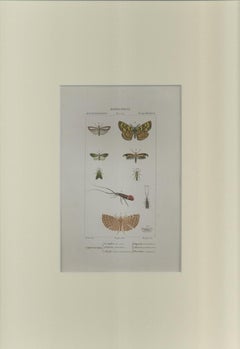 Lepidoptera -Etching by Jean Francois Turpin - 1831