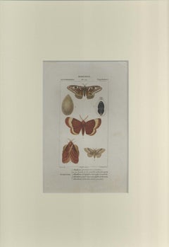 Lepidoptera - Etching by Jean Francois Turpin-1831