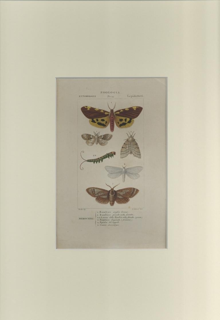 Lepidoptera - Etching by Jean Francois Turpin - 1831 - Print by TURPIN, P[ierre Jean Francois]