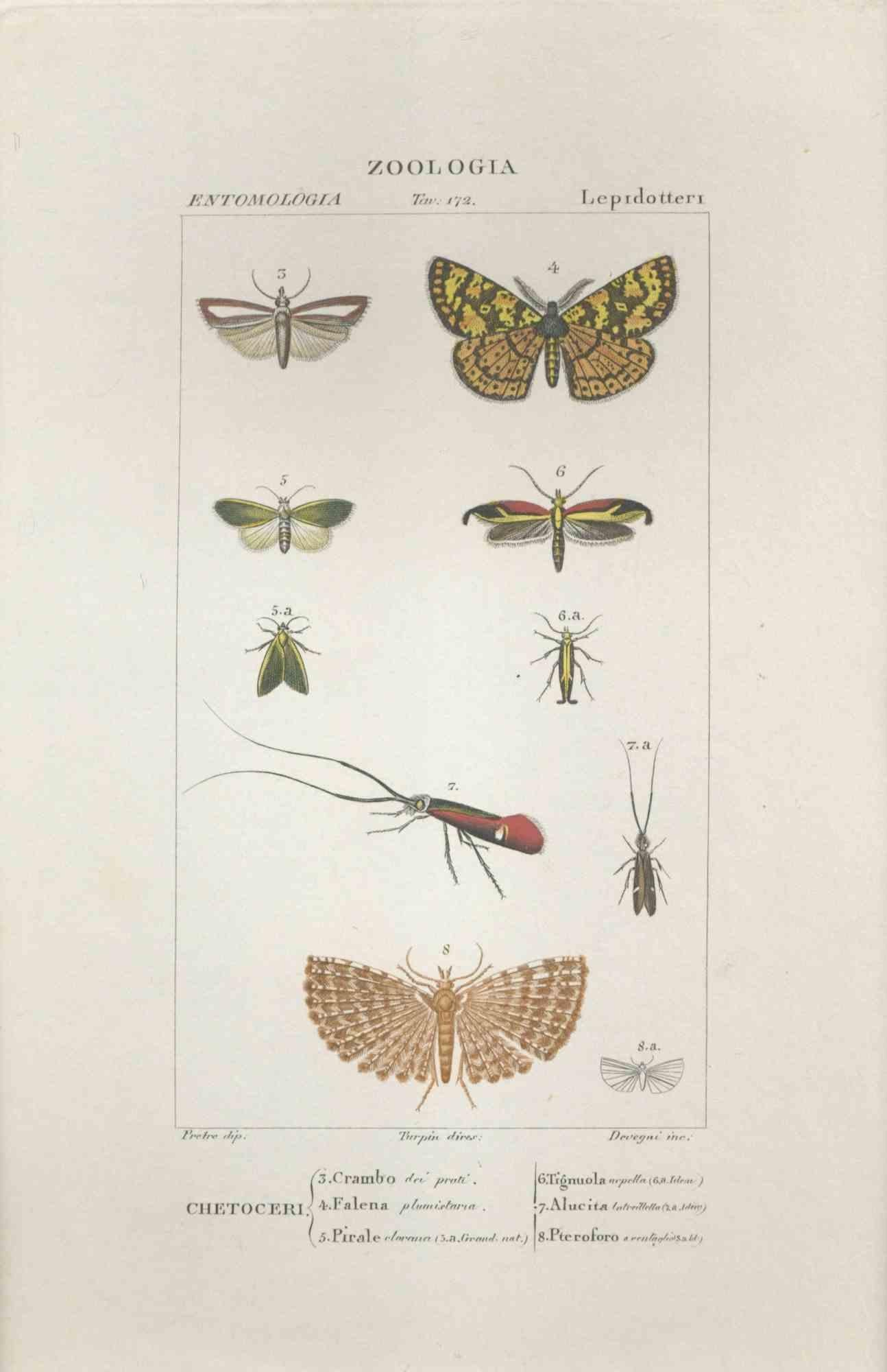 TURPIN, P[ierre Jean Francois] Animal Print - Lepidoptera -Etching by Jean Francois Turpin - 1831