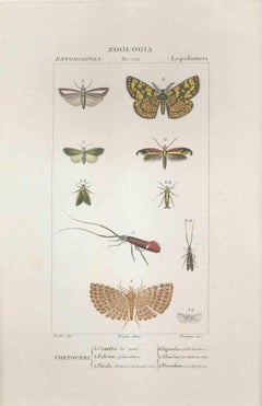 Lepidoptera -Etching by Jean Francois Turpin - 1831