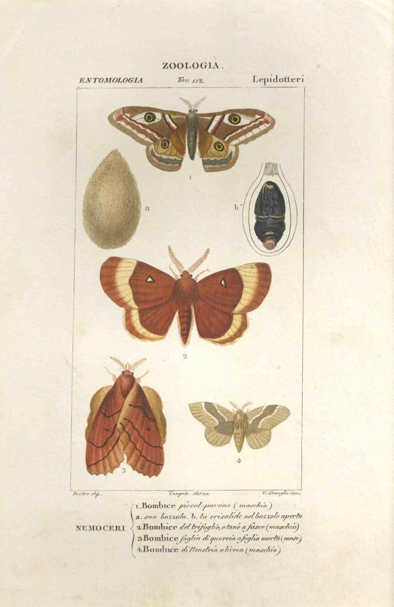 Lepidoptera - Etching by Jean Francois Turpin-1831