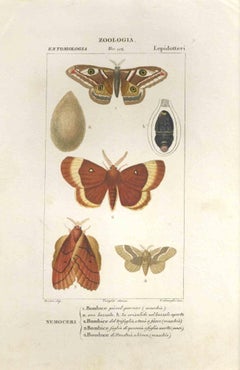 Lepidoptera – Radierung von Jean Francois Turpin-1831