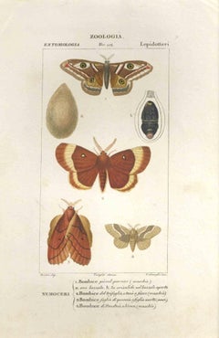 Lepidotteri - Acquaforte di Jean Francois Turpin - 1831