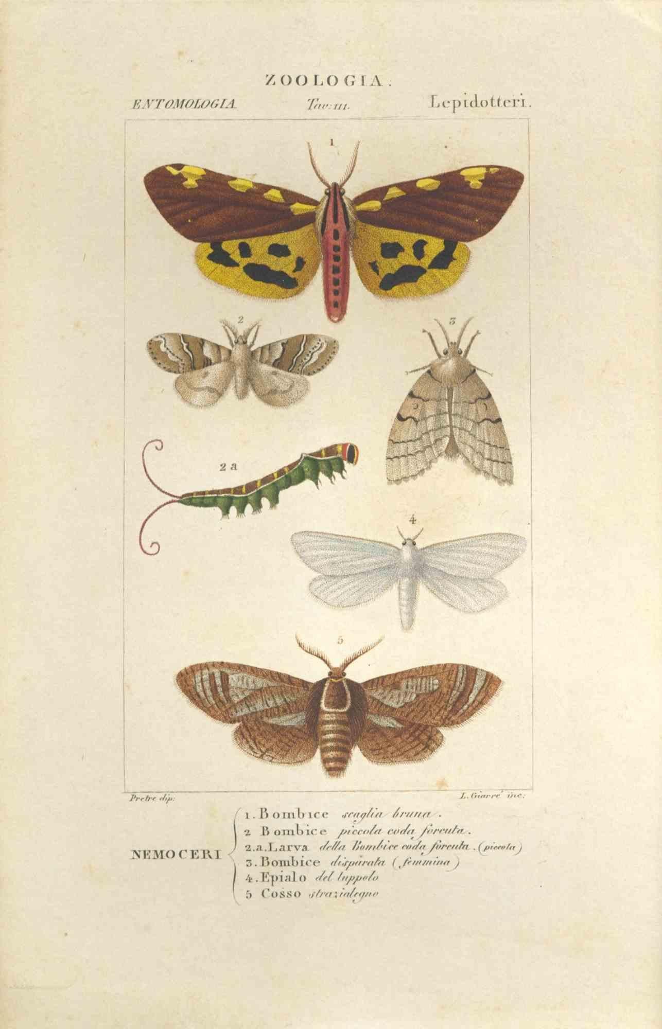 TURPIN, P[ierre Jean Francois] Figurative Print - Lepidoptera - Etching by Jean Francois Turpin - 1831