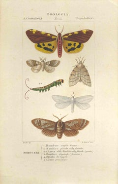 Lepidoptera - Etching by Jean Francois Turpin - 1831
