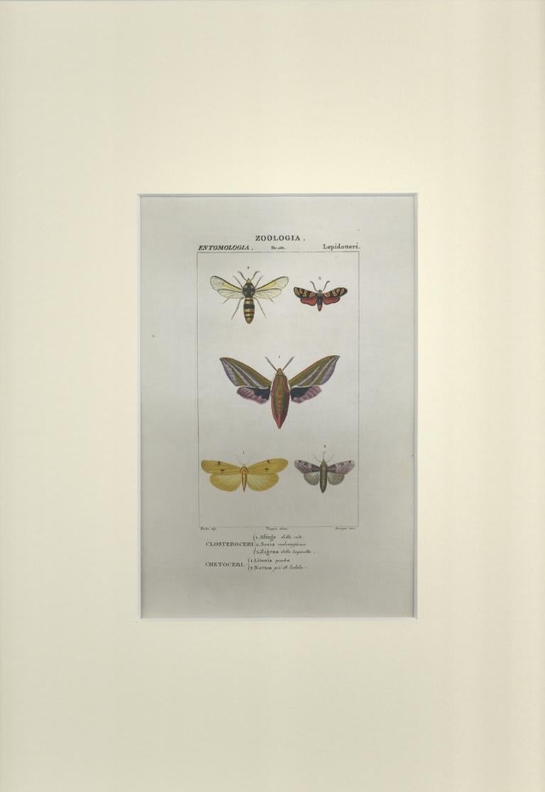 Lepidoptera - Zoology - Assiette 154 - gravure de Jean Francois Turpin-1831 - Print de TURPIN, P[ierre Jean Francois]