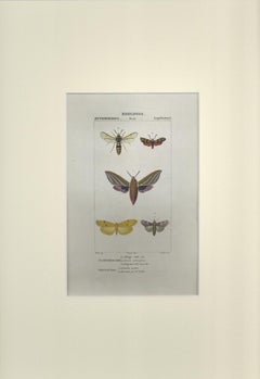 Lepidoptera - Zoology - Plate 154 - Etching by Jean Francois Turpin-1831