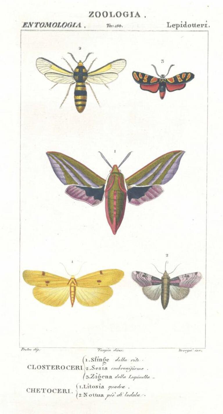 TURPIN, P[ierre Jean Francois] Animal Print - Lepidoptera - Zoology - Plate 154 - Etching by Jean Francois Turpin-1831