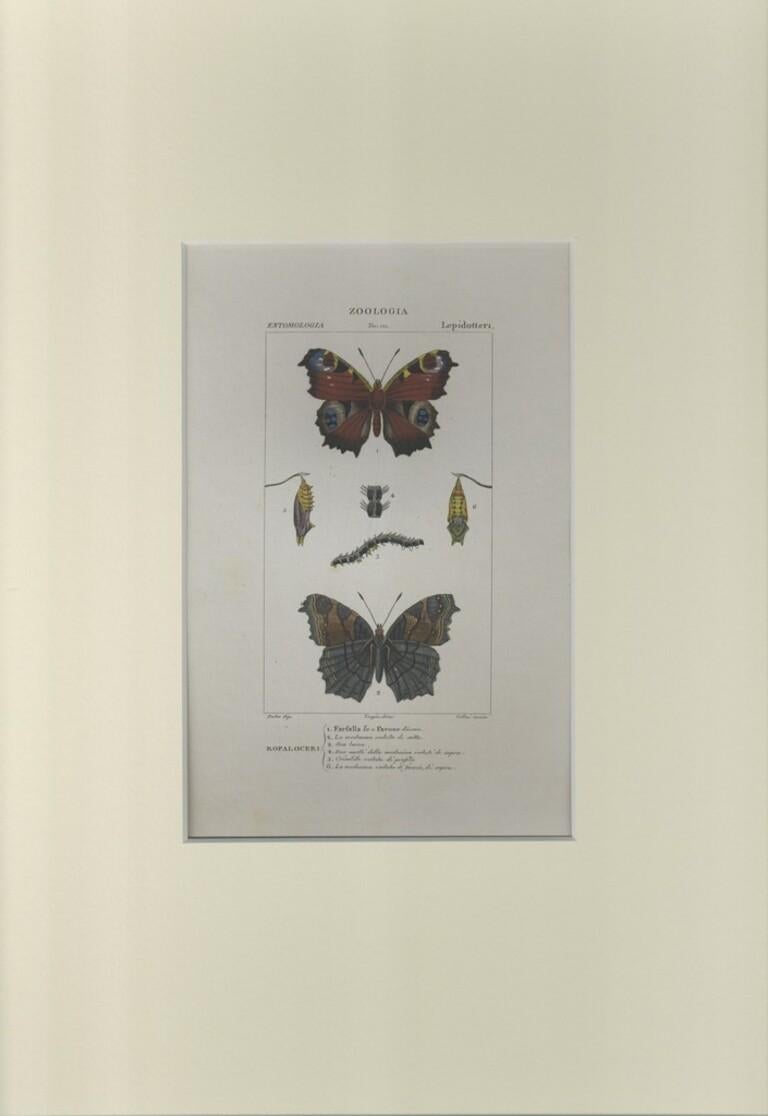 Lepidoptera - Zoology - Assiette 171 - gravure de Jean Francois Turpin-1831 - Print de TURPIN, P[ierre Jean Francois]