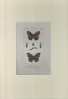 Lepidoptera – Zoologie – Teller 171 – Radierung von Jean Francois Turpin-1831