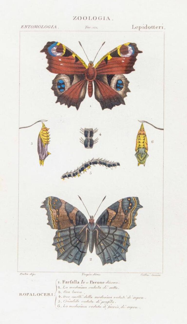 TURPIN, P[ierre Jean Francois] Animal Print - Lepidoptera - Zoology - Plate 171 - Etching by Jean Francois Turpin-1831