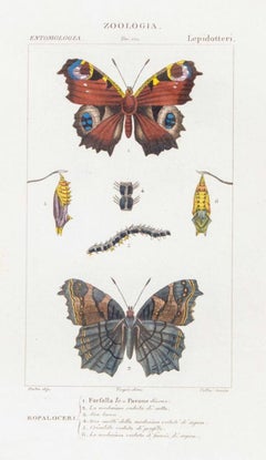 Lepidoptera - Zoology - Assiette 171 - gravure de Jean Francois Turpin-1831
