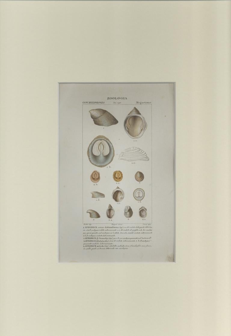 Megastome - Gravure de Jean Francois Turpin-1831 - Print de TURPIN, P[ierre Jean Francois]