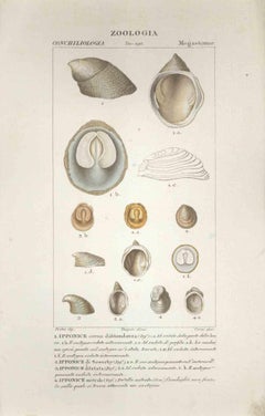 Megastome – Radierung von Jean Francois Turpin-1831