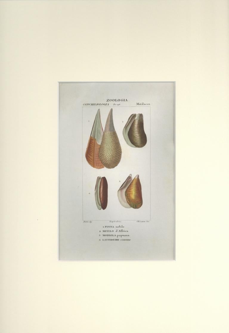 Mitilacei-Mytila-Zoology-Plate 298- gravure de Jean Francois Turpin-1831 - Print de TURPIN, P[ierre Jean Francois]