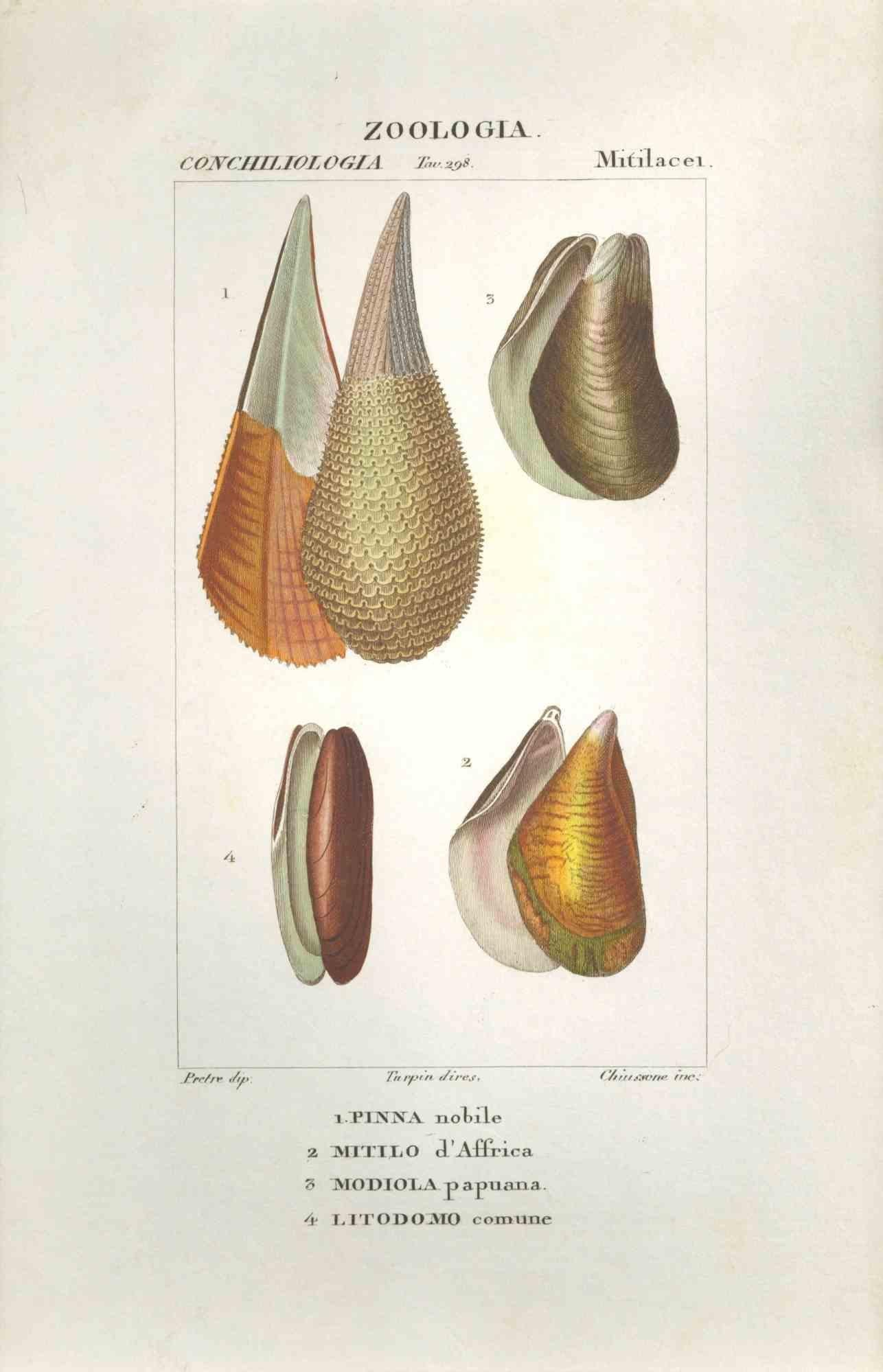 TURPIN, P[ierre Jean Francois] Animal Print - Mitilacei-Mytila-Zoology-Plate 298- Etching by Jean Francois Turpin-1831